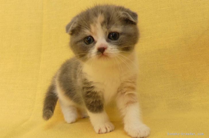 ID:1802-01073の子猫