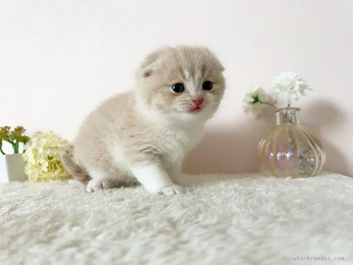 ID：2112-01853の子猫