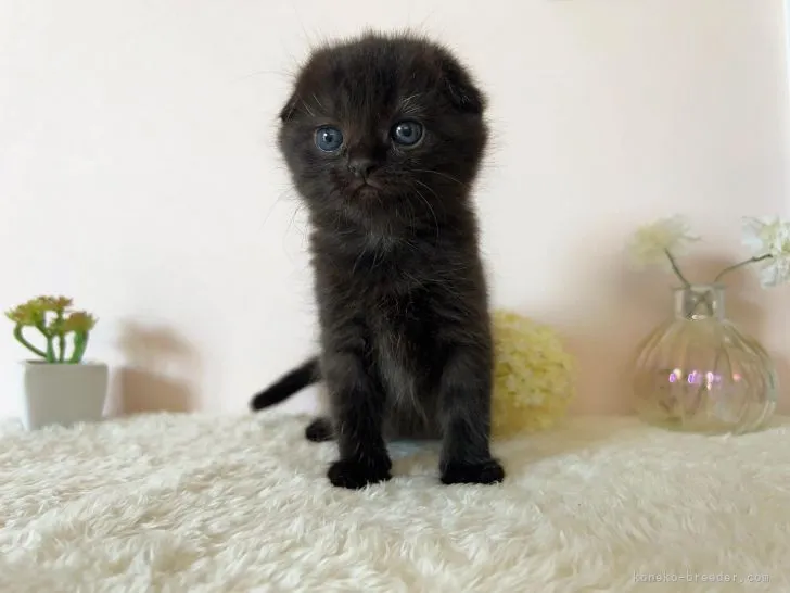 ID：2111-01022の子猫