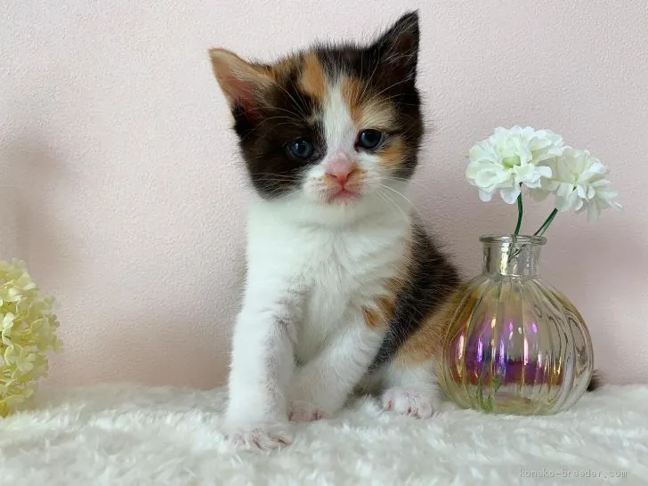 ID：2002-01179の子猫