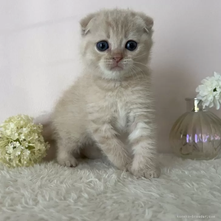 ID:2410-00020の子猫