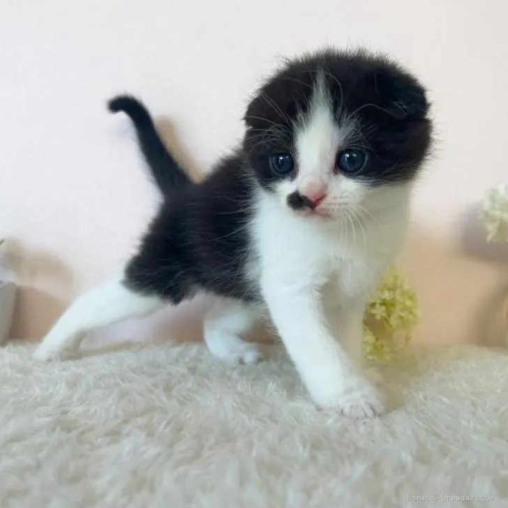 ID：2211-01654の子猫