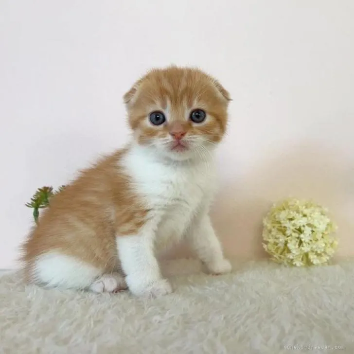 ID:2209-02858の子猫