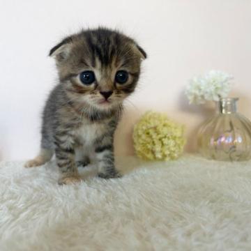 スコティッシュフォールド(折れ耳)【北海道・女の子・2022年10月9日・ブラウンタビー&ホワイト】の写真「クリクリおめめの女の子✨」