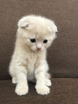 スコティッシュフォールド(折れ耳)【北海道・男の子・2017年11月13日・クリームタビー】の写真「タレ目で毛がふわふわのおとなしい子です！」