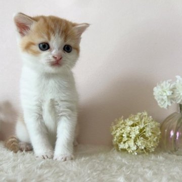 スコティッシュフォールド(立ち耳)【北海道・女の子・2023年9月10日・レッドタビー&ホワイト】の写真「レッドタビー＆ホワイトの女の子✨」