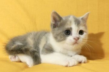 スコティッシュフォールド(立ち耳)【北海道・女の子・2017年12月2日・シルバーパッチドタビー&ホワイト】の写真「まん丸顔でおとなしい女の子です！」