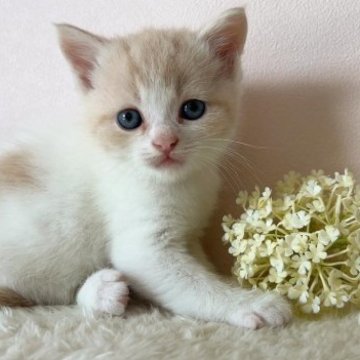 スコティッシュフォールド(立ち耳)【北海道・男の子・2023年9月10日・クリームタビー&ホワイト】の写真「人気のクリーム色の男の子✨」