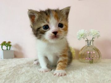 スコティッシュフォールド(立ち耳)【北海道・女の子・2020年9月21日・キャリコ】の写真「抱っこ大好きまん丸元気な女のコ✨」