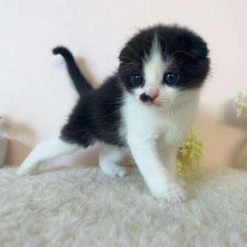 スコティッシュフォールド(折れ耳)【北海道・男の子・2022年10月9日・ブラック&ホワイト】の写真「口元の模様がトレードマークです✨」