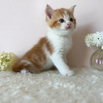 スコティッシュフォールド(立ち耳)【北海道・女の子・2023年9月10日・レッドタビー&ホワイト】の写真「レッドタビー＆ホワイトの女の子✨」