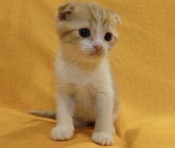 スコティッシュフォールド(折れ耳)【北海道・男の子・2017年12月2日・レッドタビー&ホワイト】の写真「くりくり目のおとなしい男の子です！」