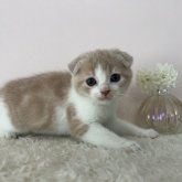 スコティッシュフォールド(折れ耳)