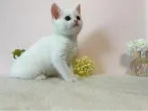 スコティッシュフォールド(立ち耳)【北海道・女の子・2022年5月12日・ホワイト】の写真2