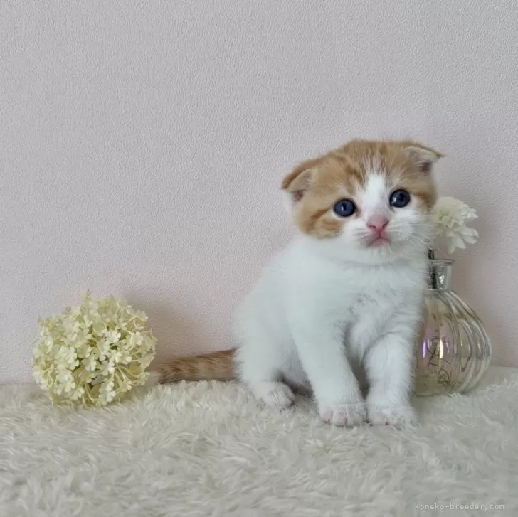 こじ 様のお迎えした子猫