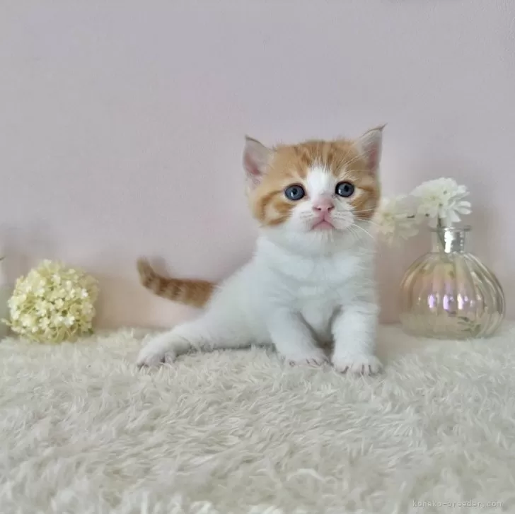 ID：2506-00592の子猫