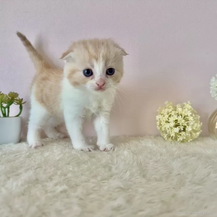 ID：2506-00591の子猫