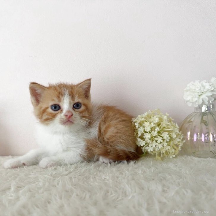 ブリーダー画像