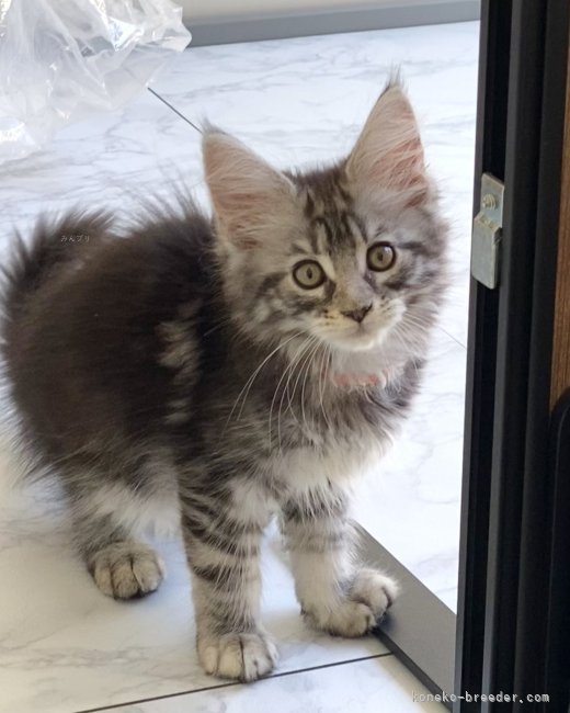 尾崎　玲子(おざき　れいこ)ブリーダー(栃木県・メインクーンなど・ECC/SPCF登録)の紹介写真5