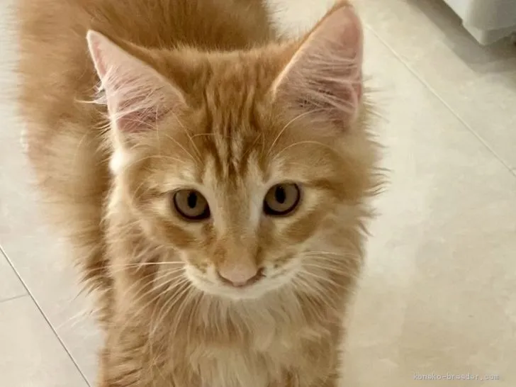 JamesK 様のお迎えした子猫