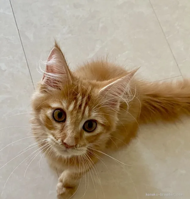 十三 様のお迎えした子猫