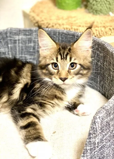 ID：2111-02014の子猫