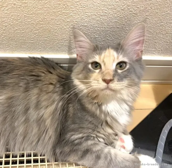 K.M 様のお迎えした子猫