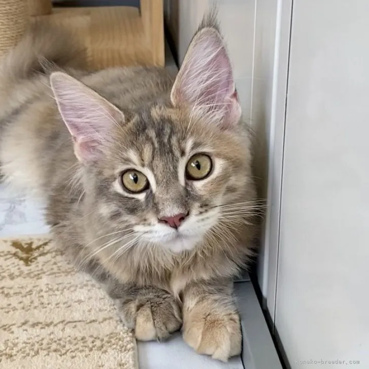 ID:2305-03021の子猫