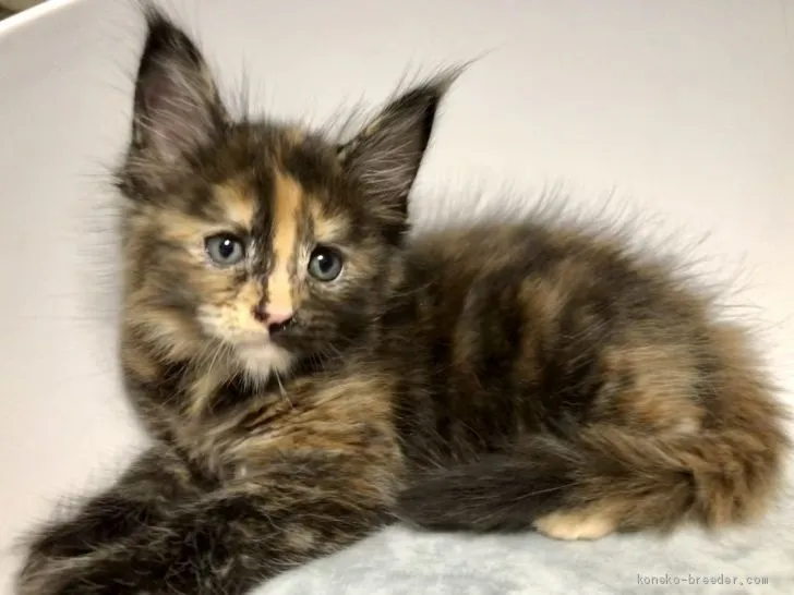 ID：2004-01507の子猫