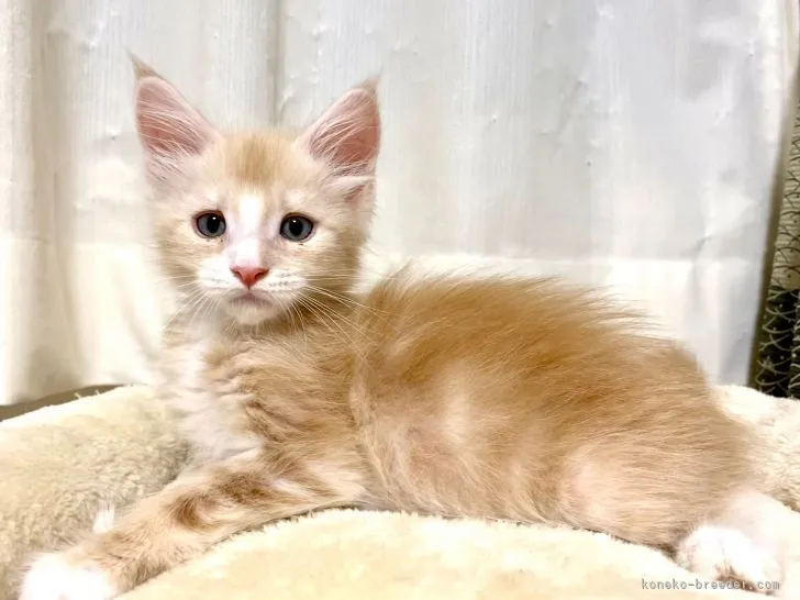 ID:2105-02212の子猫