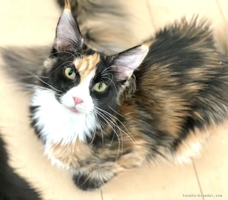 ID:2204-00596の子猫
