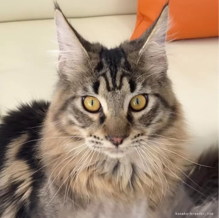 ID:2307-01936の子猫
