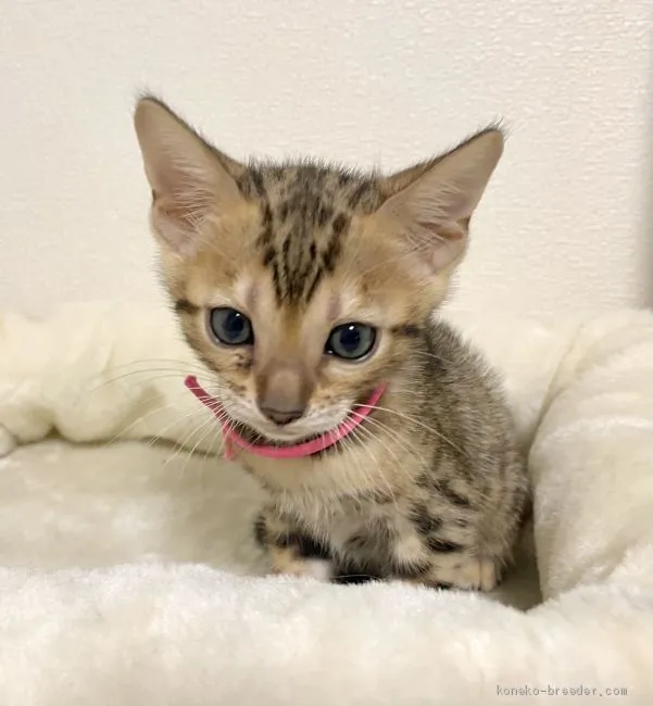 きりん 様のお迎えした子猫