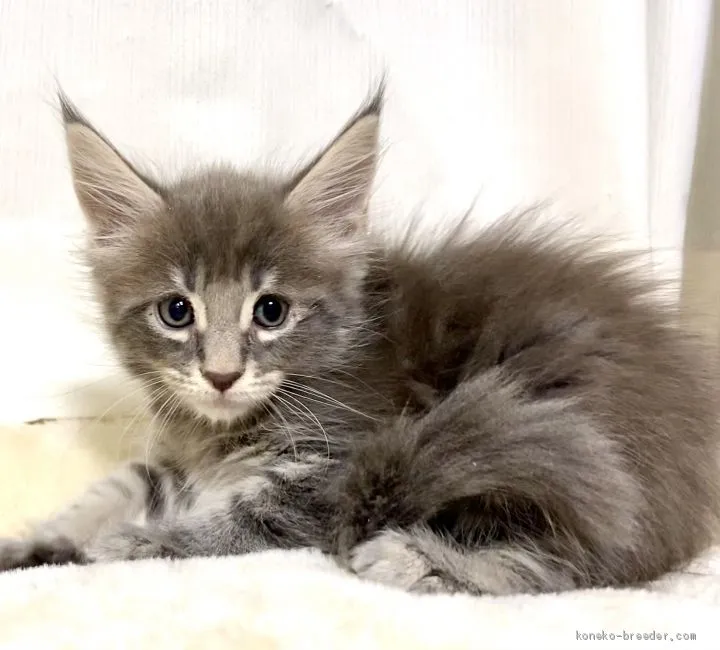 アビミミ 様のお迎えした子猫