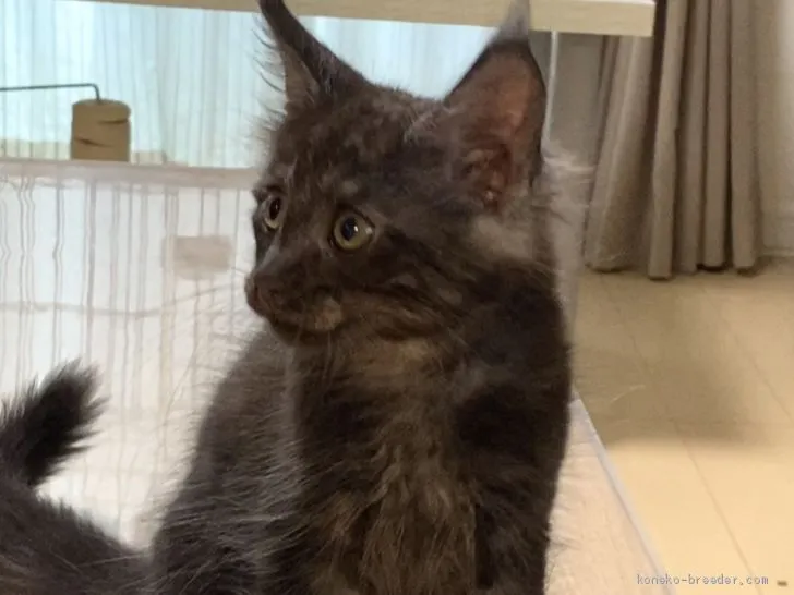 かめたろう 様のお迎えした子猫