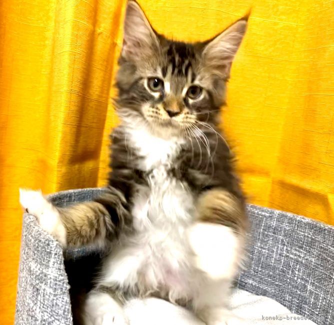Y.H 様のお迎えした子猫