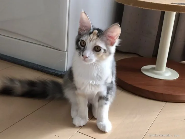 ID:1907-01047の子猫