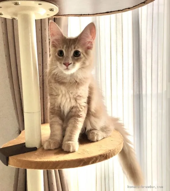 ID:1908-00096の子猫