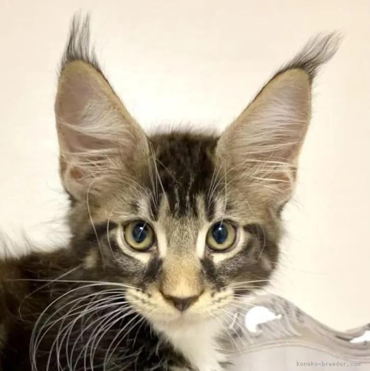 ID:2212-00622の子猫