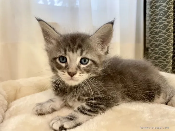 ID:2102-00637の子猫