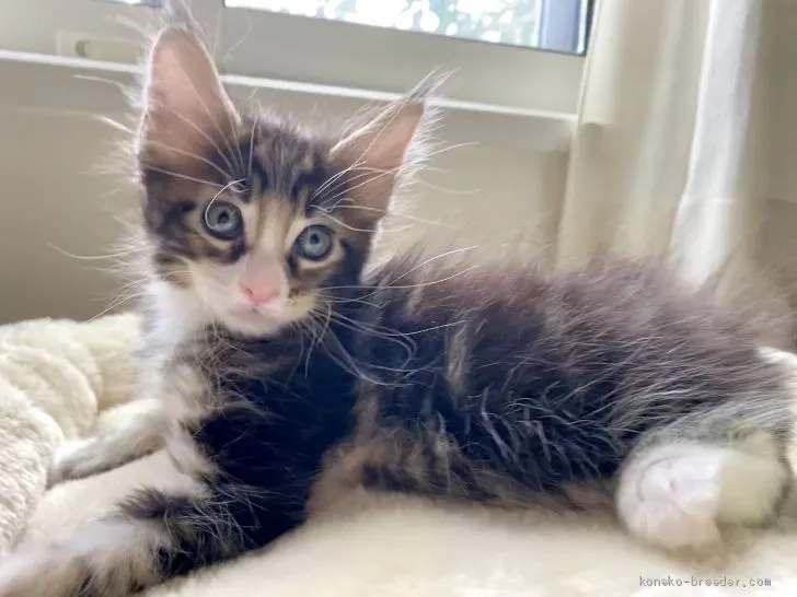ID：2103-00281の子猫