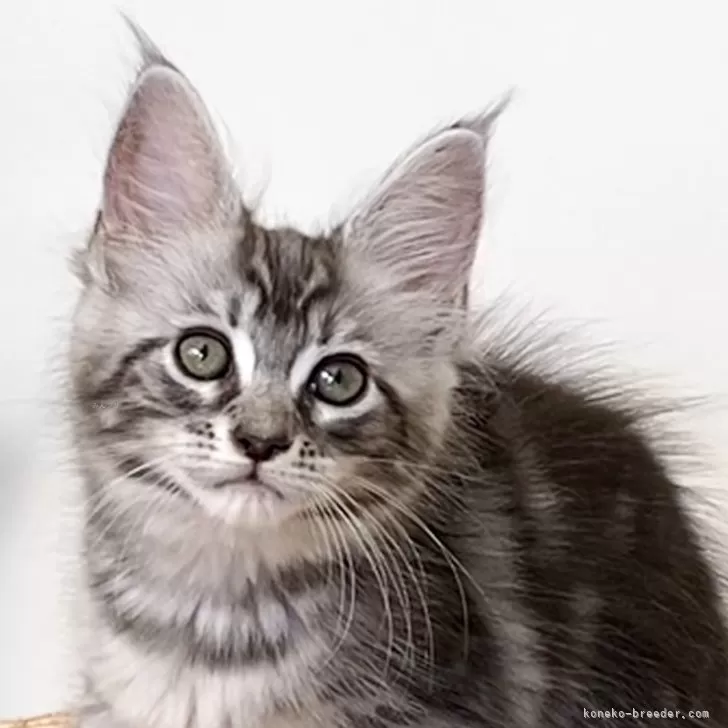 ID：2406-01749の子猫