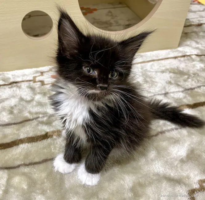 ID：2012-00641の子猫