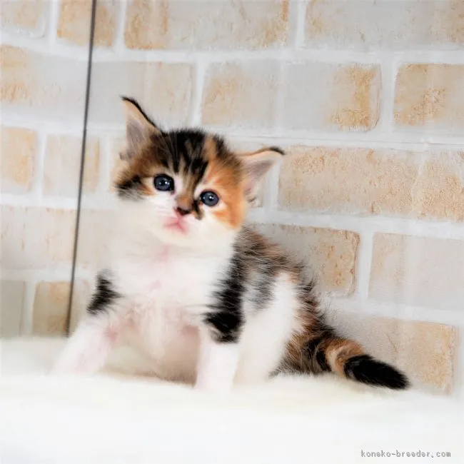 ID：1804-01668の子猫