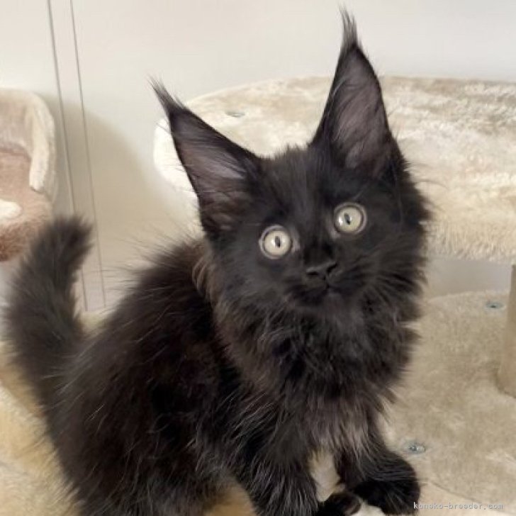 黒猫 ぬいぐるみ リュック メインクーン Amazon.co.jp: Chongker 猫ぬいぐるみ 本物そっくり - リアルな