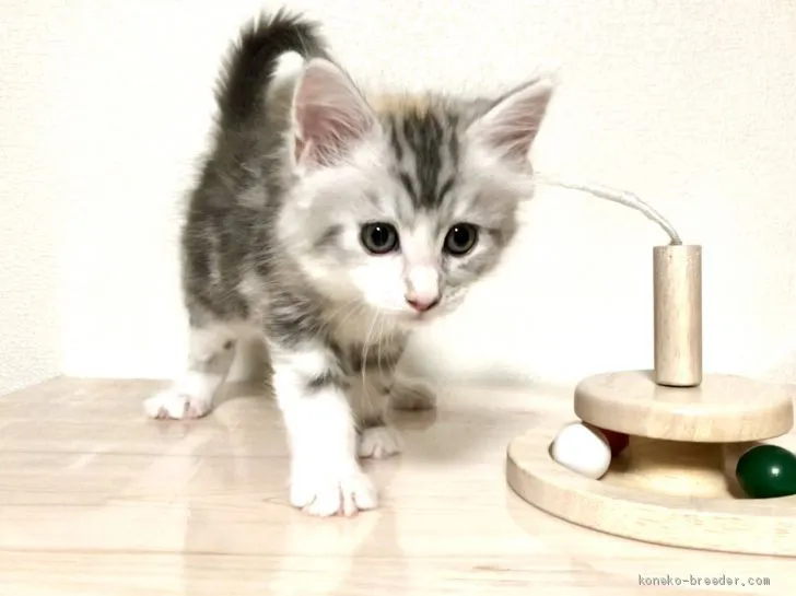 ID:1903-01335の子猫