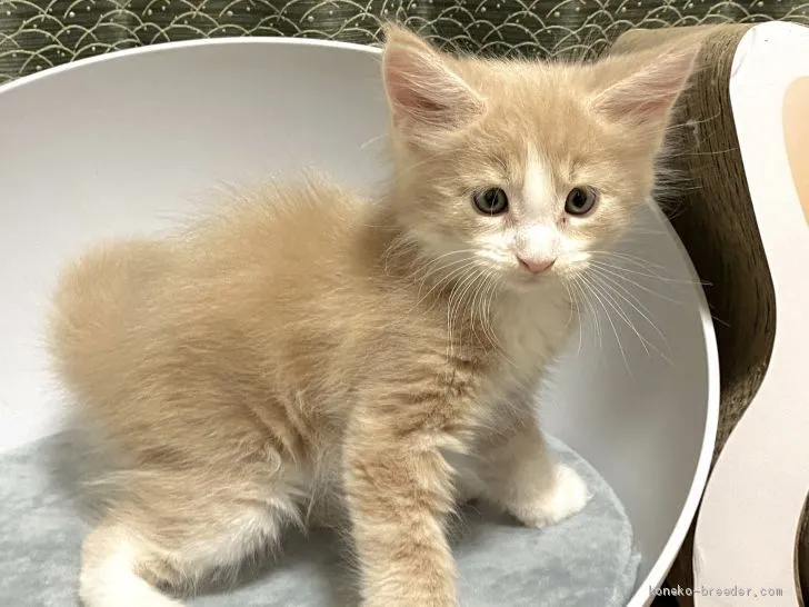かみん 様のお迎えした子猫