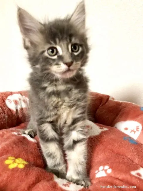 アイチクーン 様のお迎えした子猫