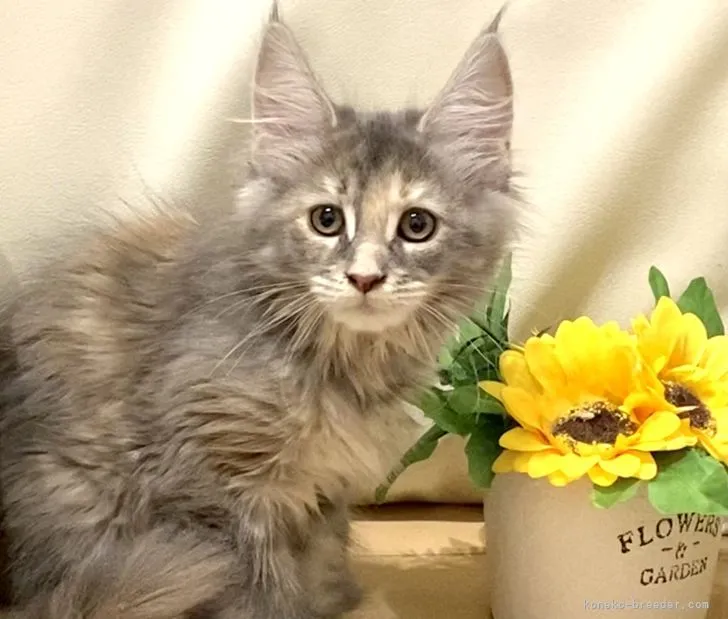 ID:2203-01612の子猫