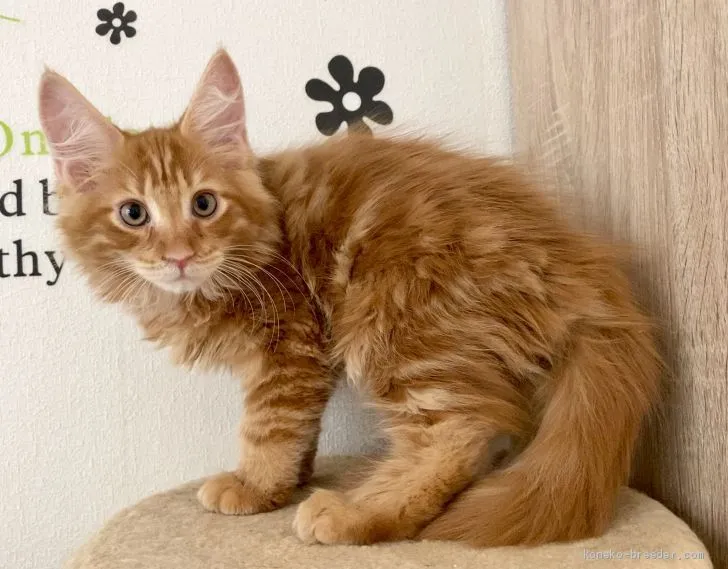 旅人 様のお迎えした子猫